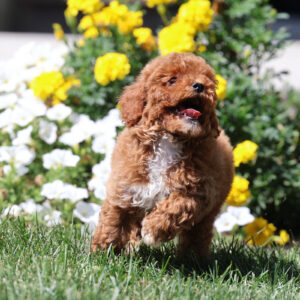 toy poodle for sale