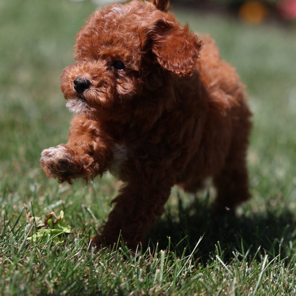 toy poodle for sale near me