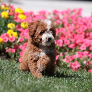 toy poodle near me