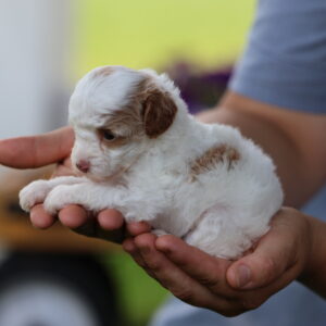 toy poodle near me