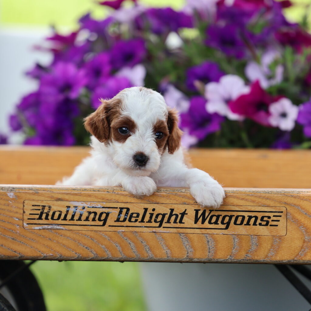 toy poodle puppies
