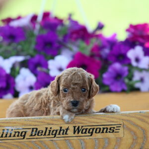 toy poodle puppies
