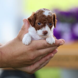 toy poodle puppies