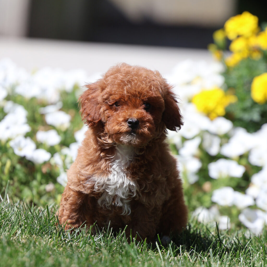 toy poodle puppies