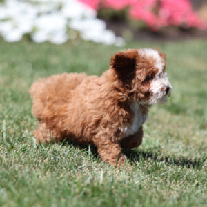 toy poodle puppies for sale
