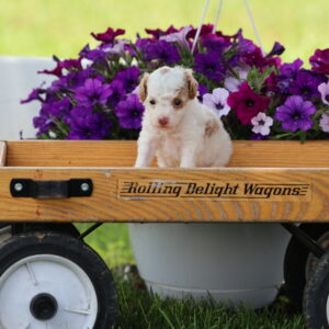 toy poodle puppies for sale