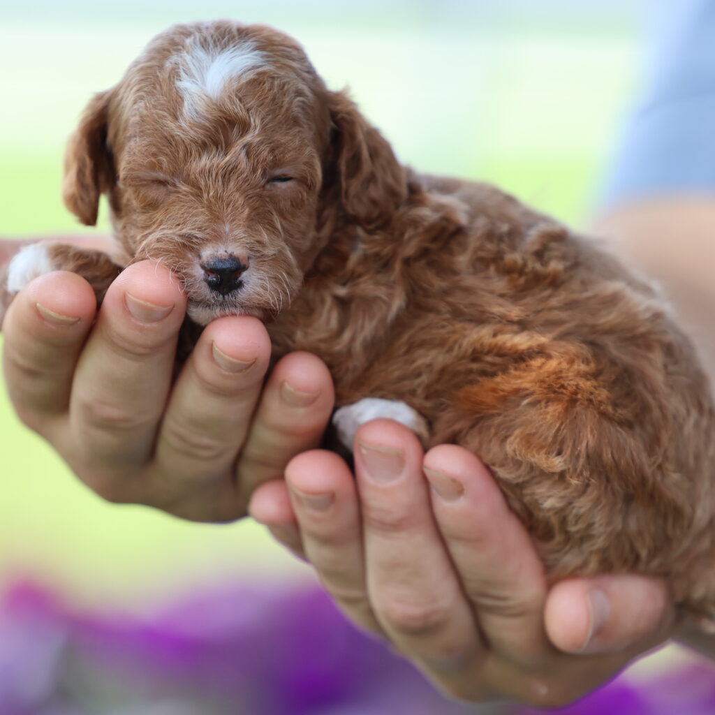 toy poodle red