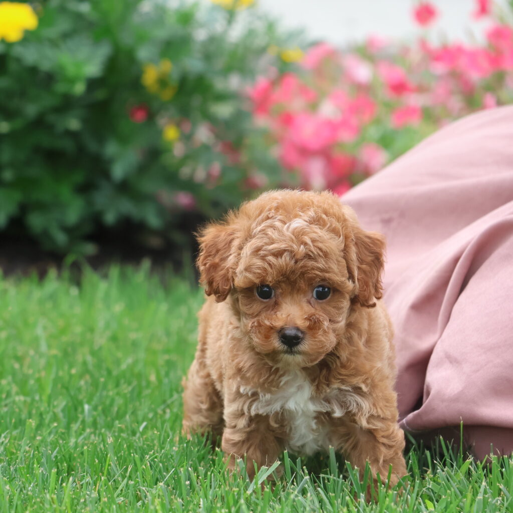 toy poodle red