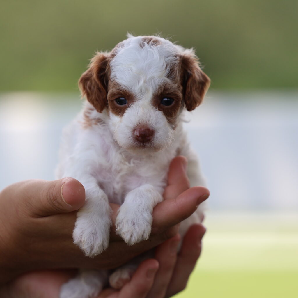 toy poodles