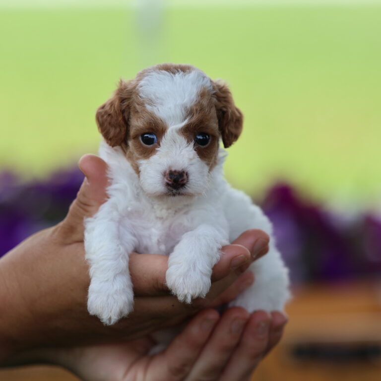toy poodles