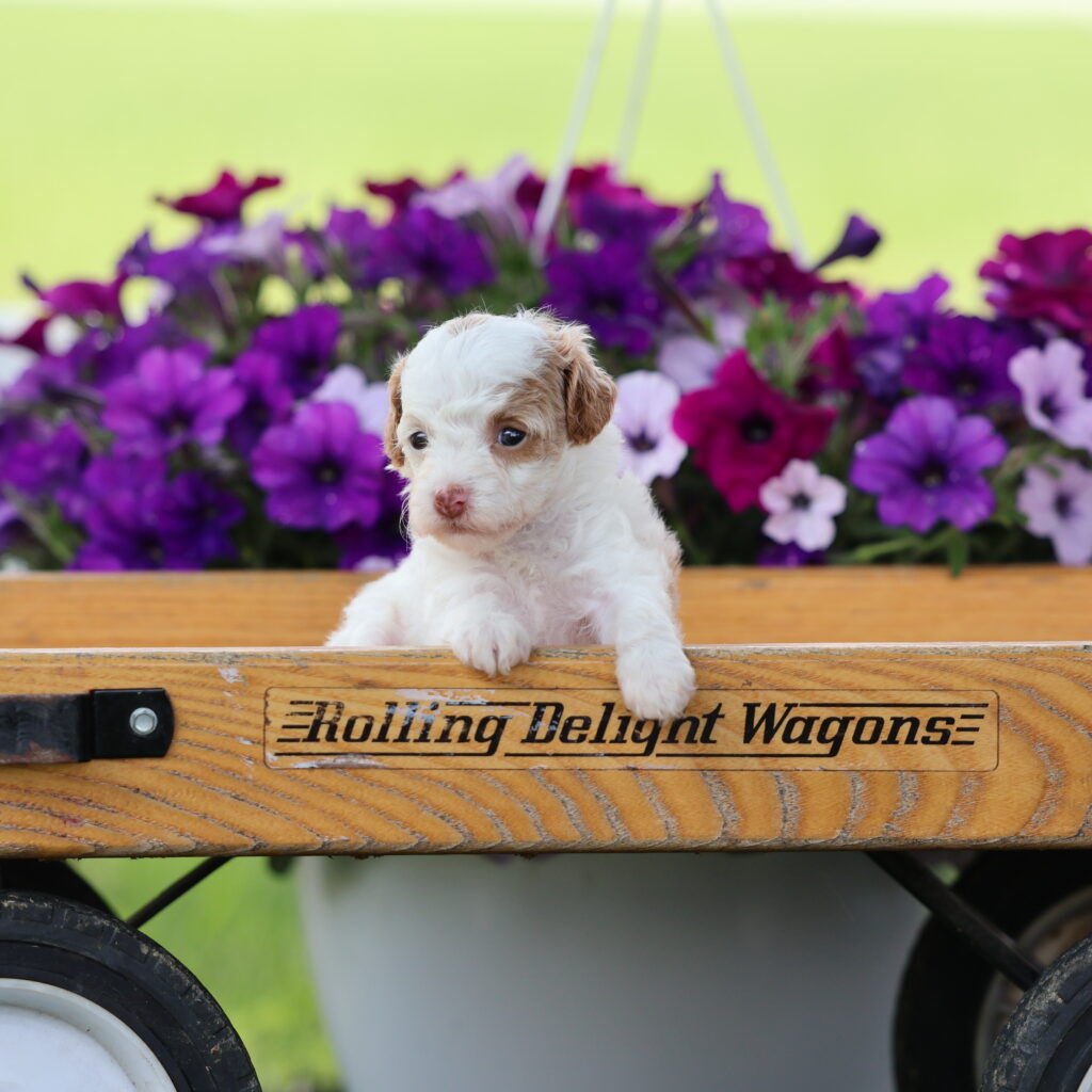 toy poodles for adoption