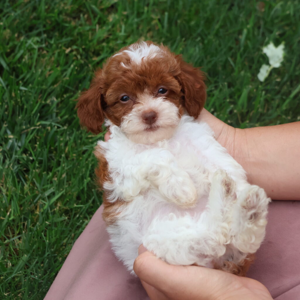 toy poodles for adoption