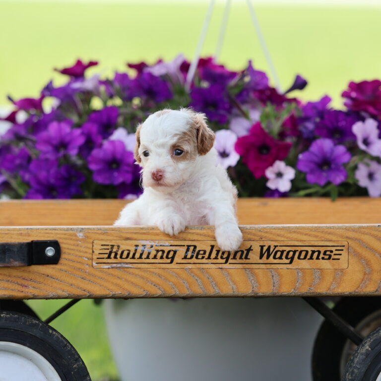 toy poodles for adoption