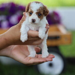 toy poodles for sale
