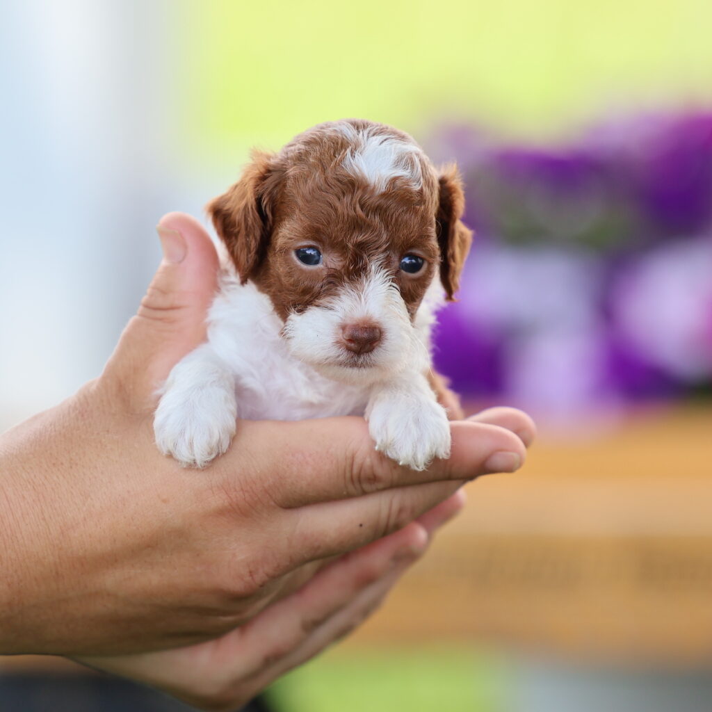 toy poodles for sale