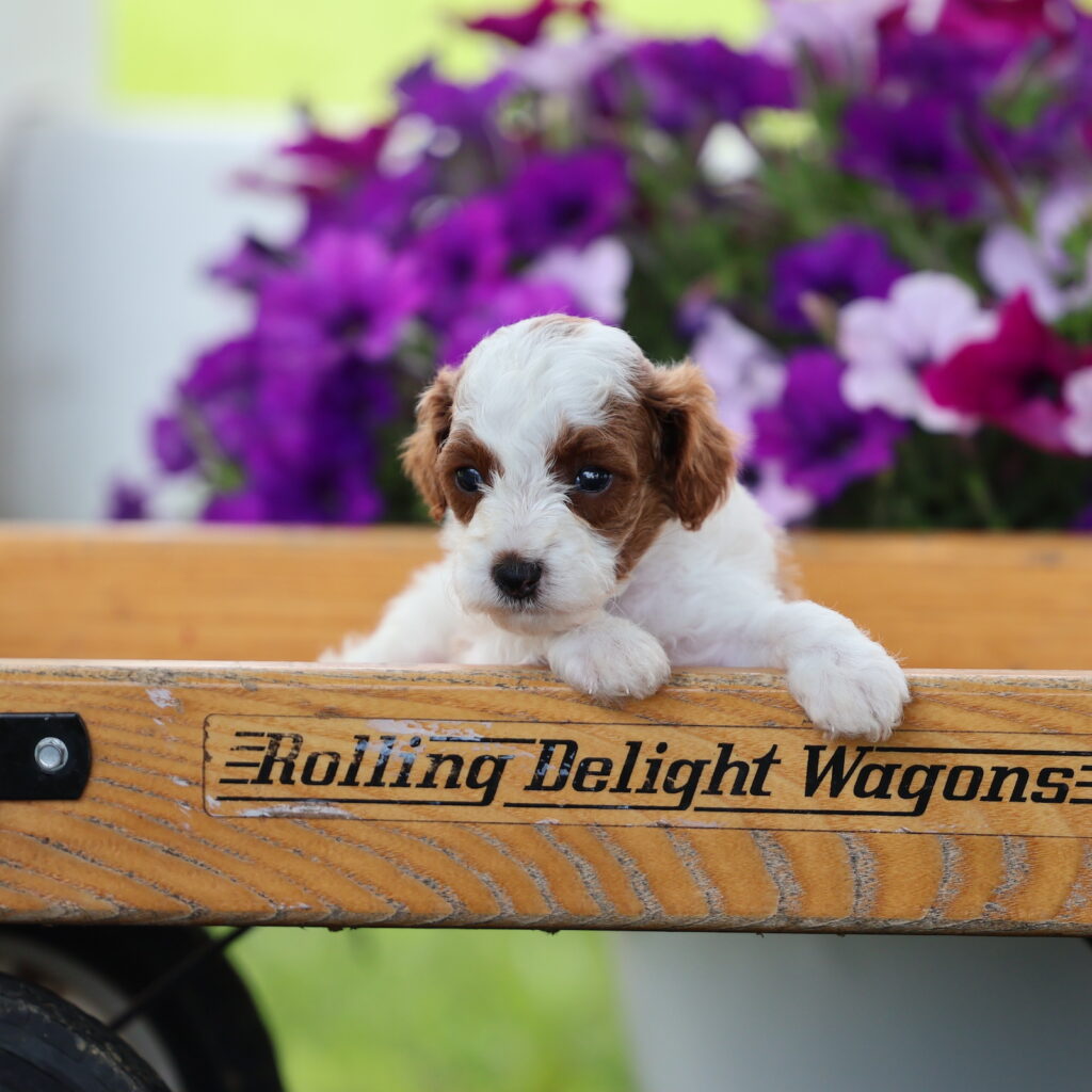 toy poodles for sale