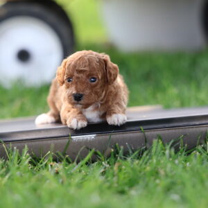 toy poodles for sale