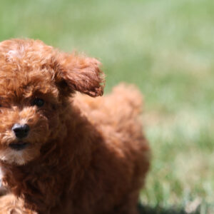 toy poodles for sale