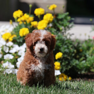 toy poodles for sale