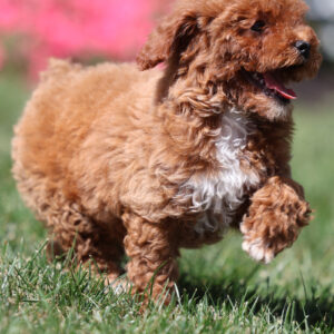 toy poodles for sale