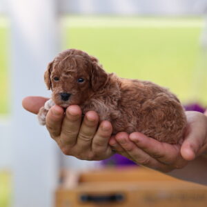 toy poodles for sale near me