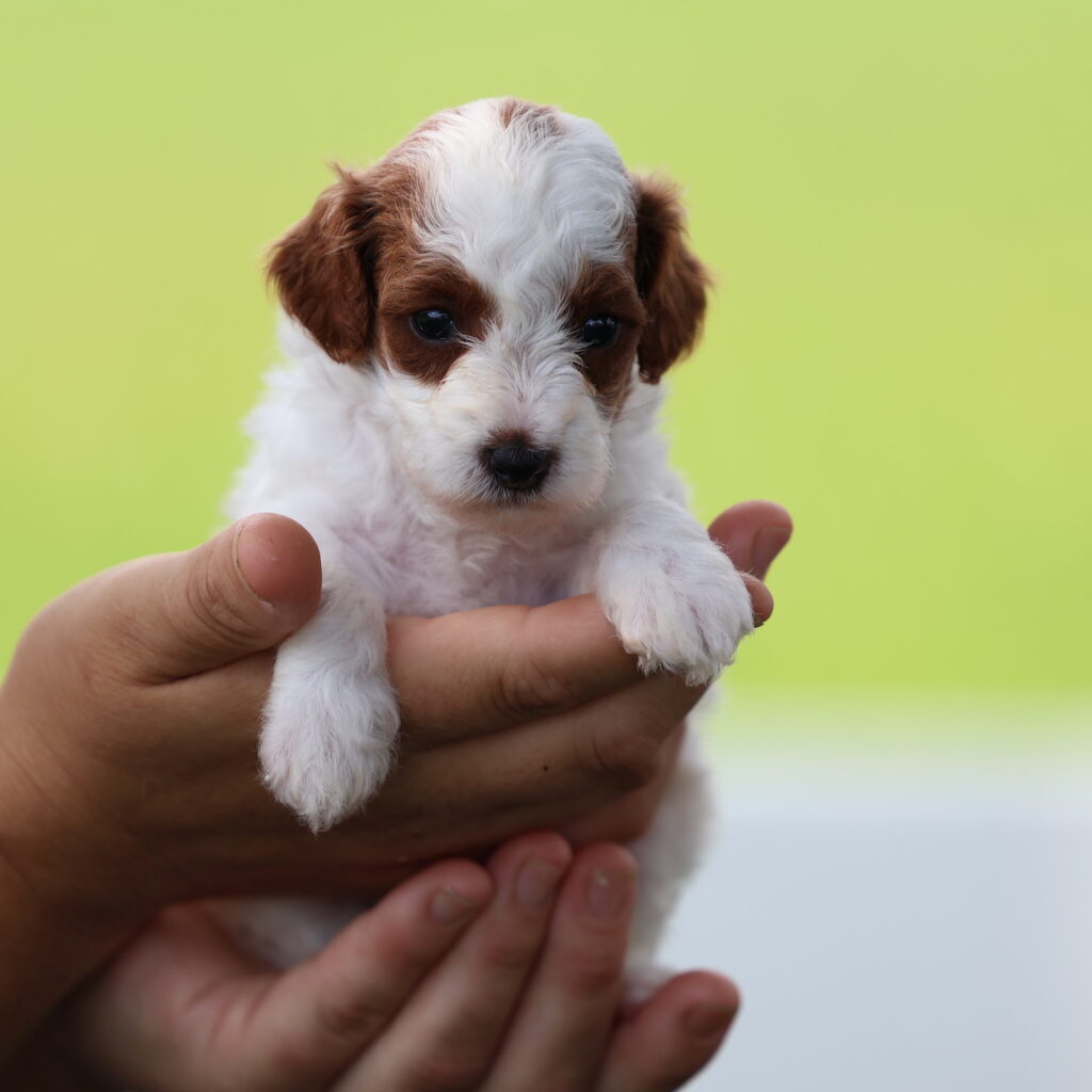 toy poodles for sale near me