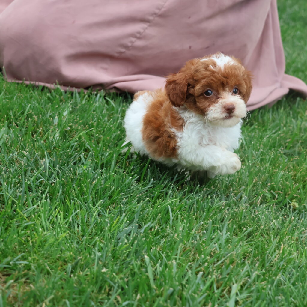 toy poodles for sale near me