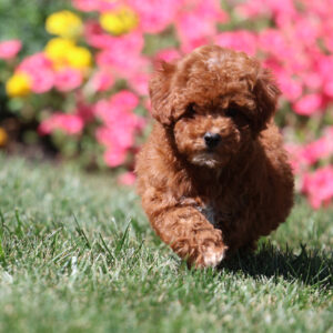 toy poodles for sale near me