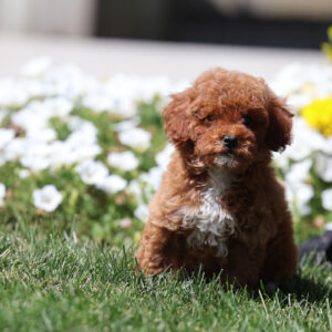 toy poodles for sale near me