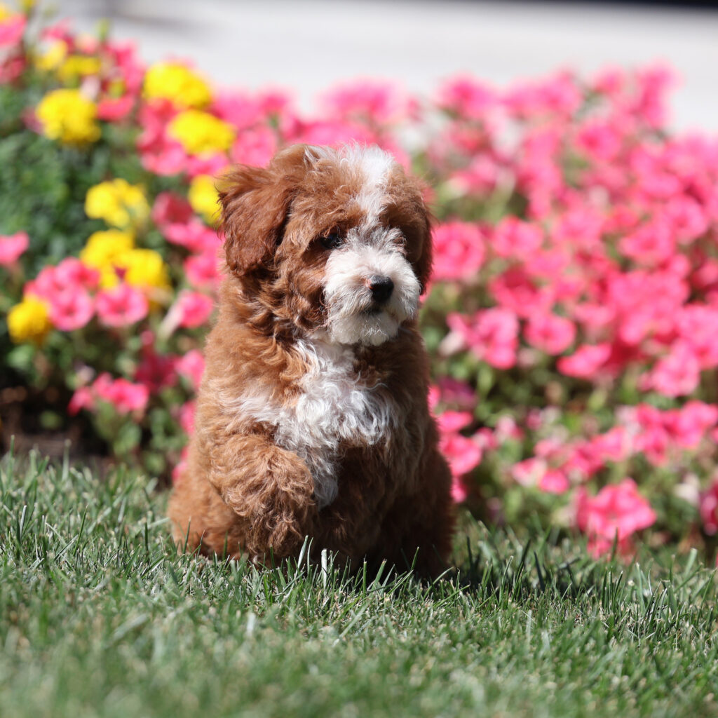 Toy Poodle Size