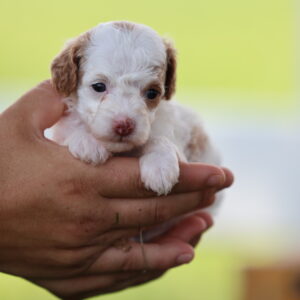 toy poodles near me for sale