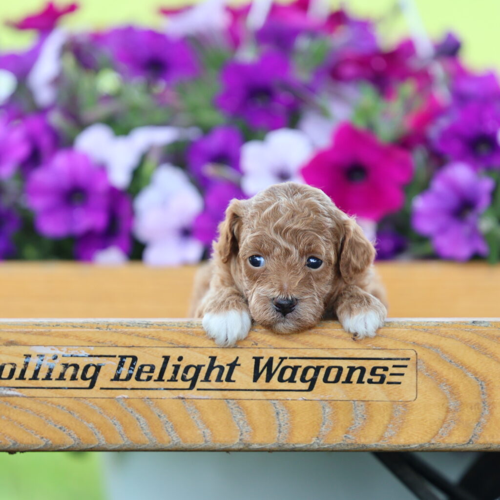 toy red poodle