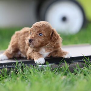 toy red poodle breeders