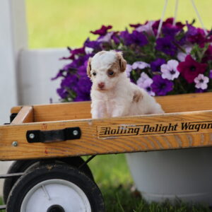 white toy poodle