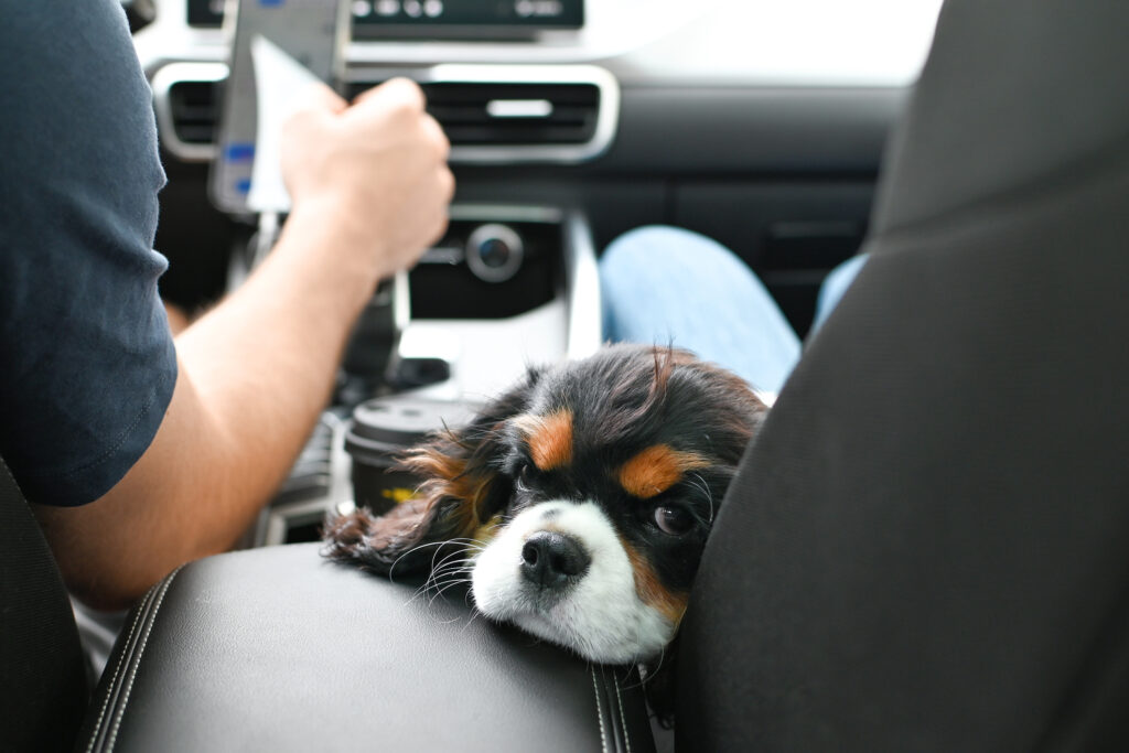 Puppy Pick Up