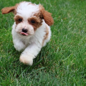 parti poodle puppies