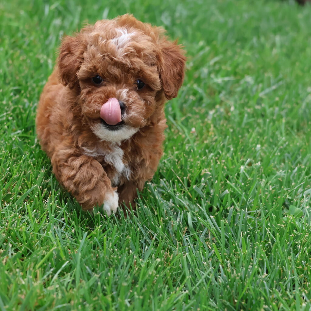 poodle toy