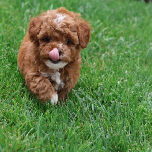 poodle toy