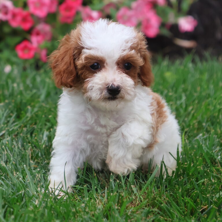 toy parti poodle