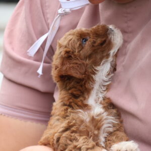 toy poodle