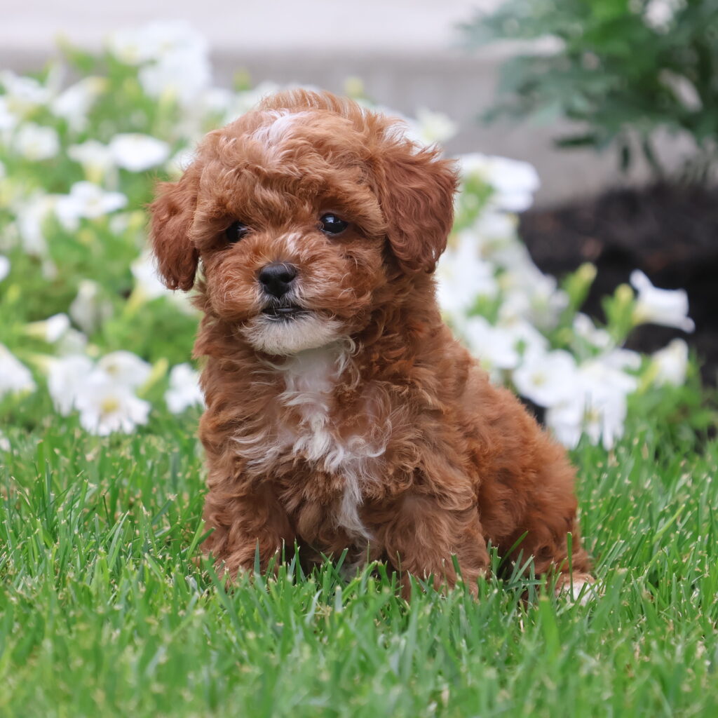 toy poodle adoption