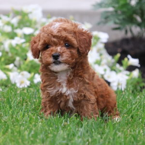 toy poodle adoption