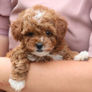 red toy poodle for sale