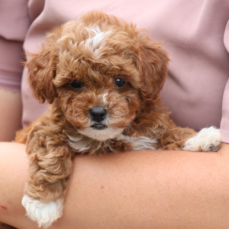 red toy poodle for sale