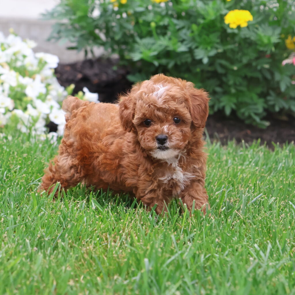 toy poodle puppies