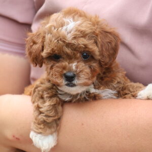 toy poodles