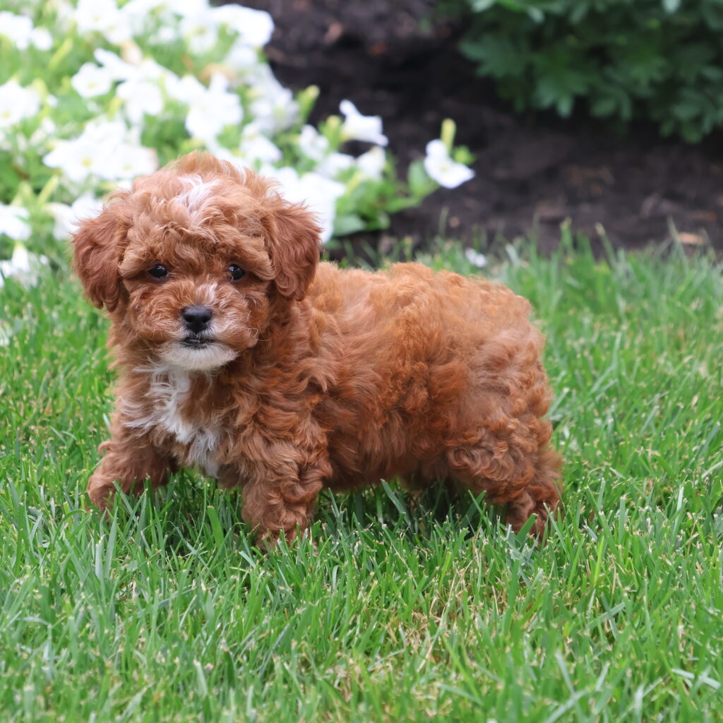 toy poodles for adoption