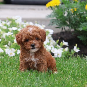 toy poodles for sale