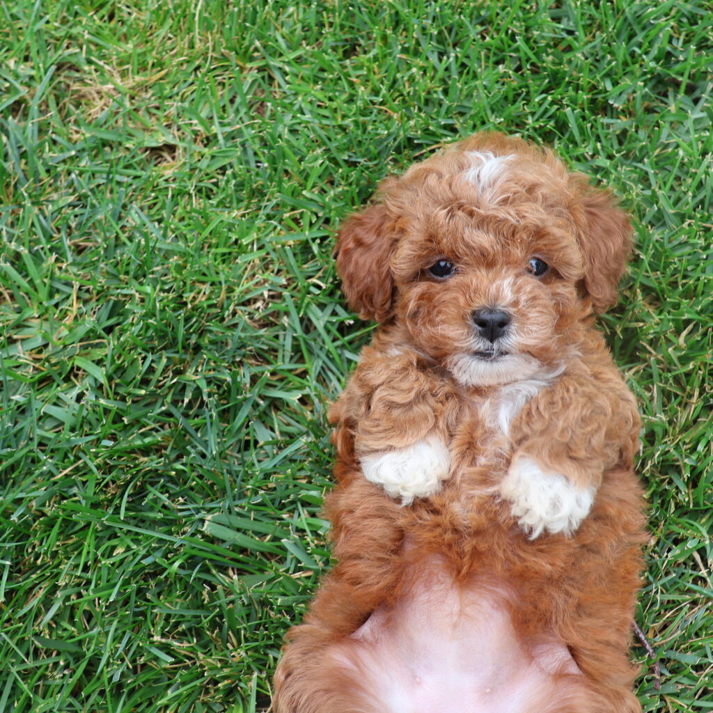 toy poodles for sale near me