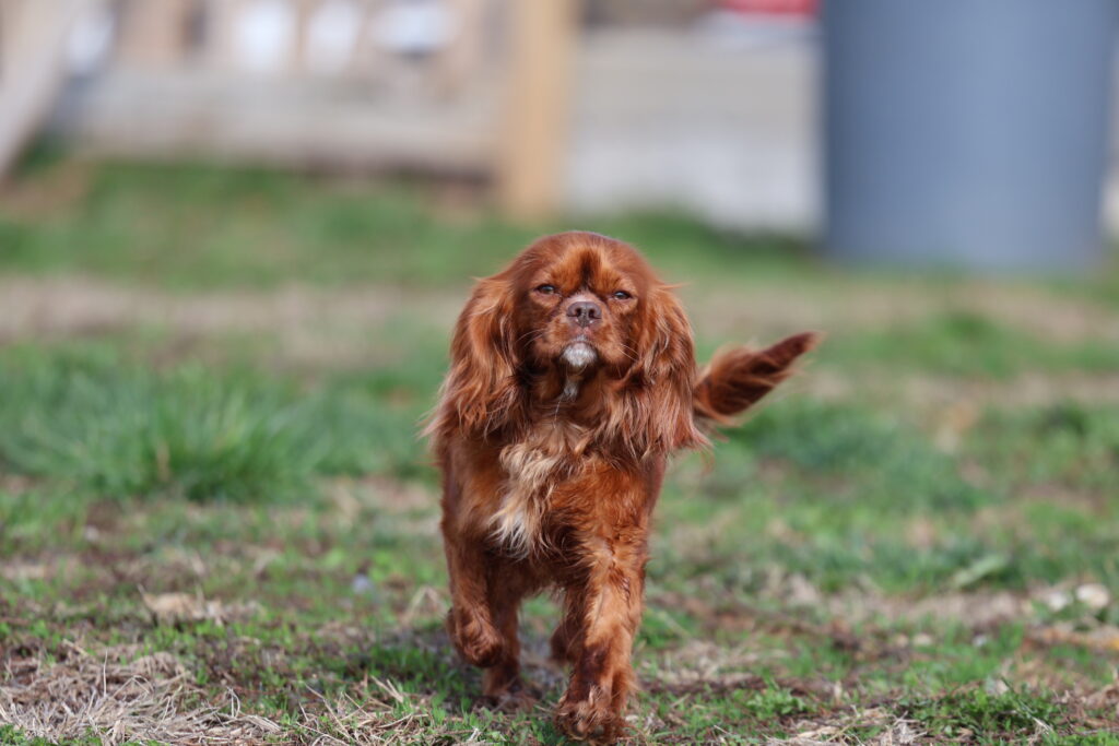cavalier Mom Heidi